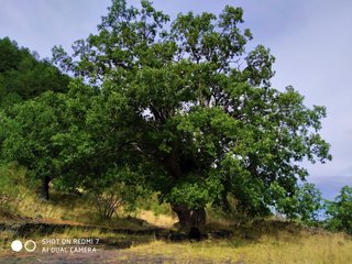 nte Egitto-28-11-2020 20